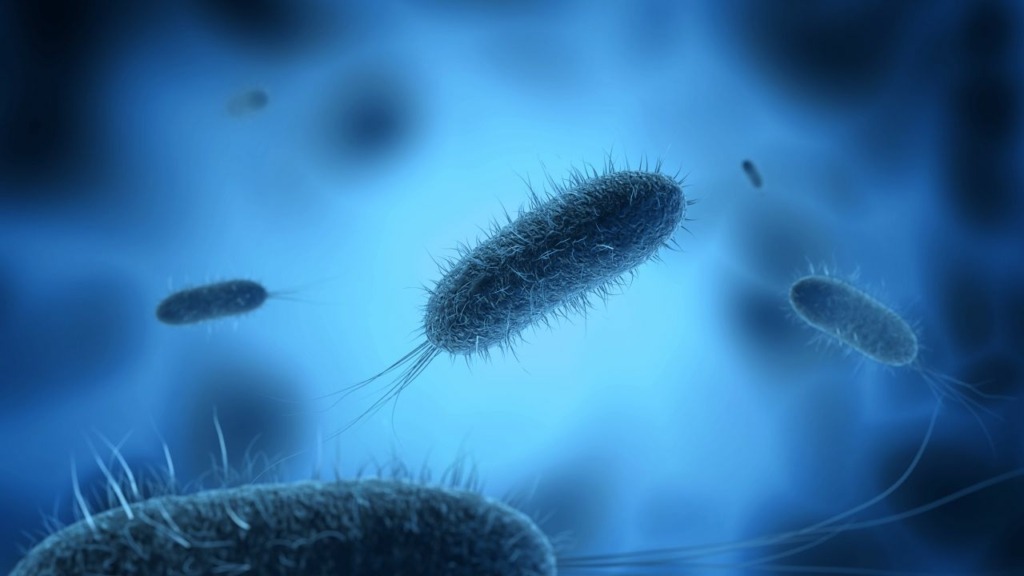 Microscopic view of opportunistic waterborne pathogens